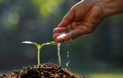 0-healty-sound-seedling-young-plant-shoot-watering-from-hand-soil